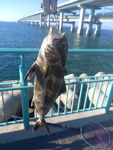 アイブリの釣果