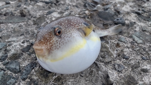 マフグの釣果