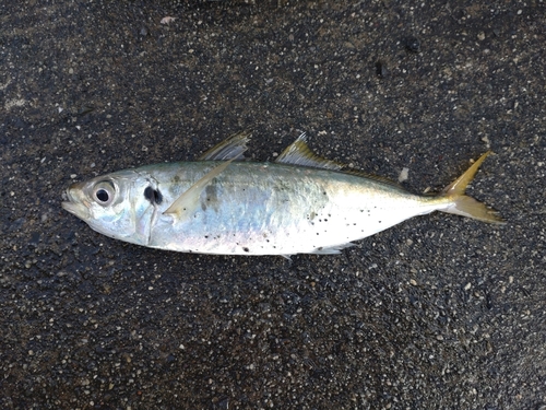 マルアジの釣果