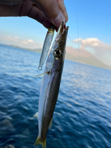 カマスの釣果