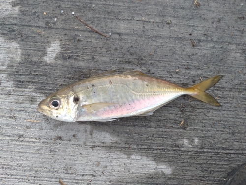 マアジの釣果