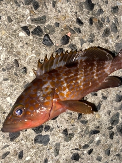 アコウの釣果