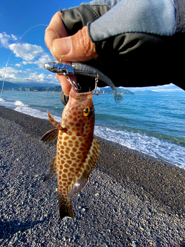 オオモンハタの釣果