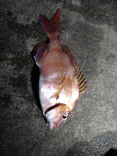 マダイの釣果