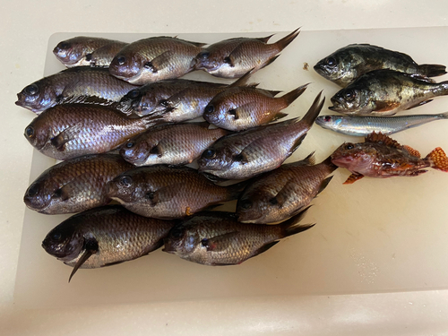 スズメダイの釣果