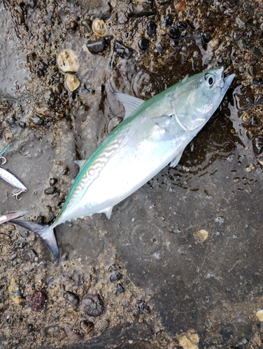 ソウダガツオの釣果