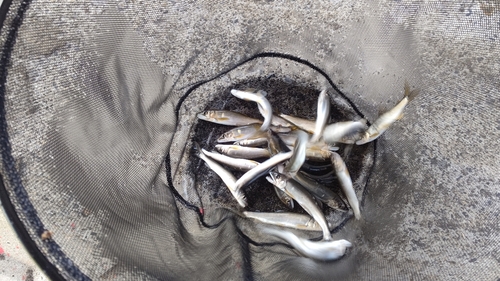 アユの釣果