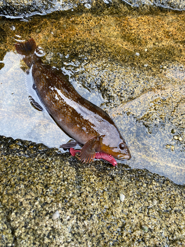 アイナメの釣果