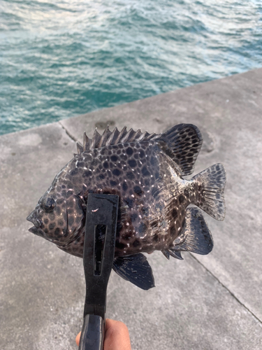 イシガキダイの釣果