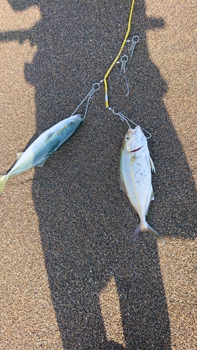 イナダの釣果