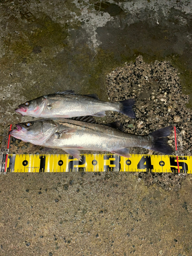 シーバスの釣果