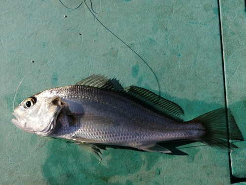 イシモチの釣果