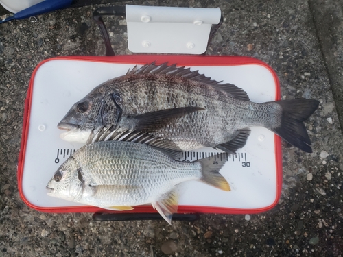 クロダイの釣果