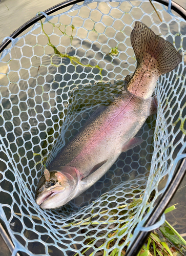 ニジマスの釣果