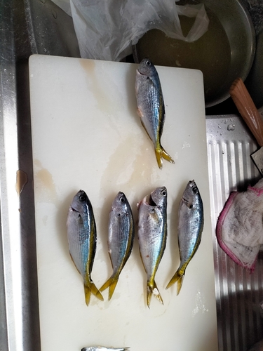 タカベの釣果