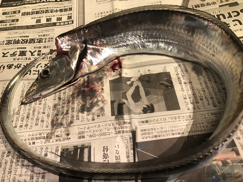 タチウオの釣果