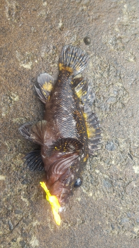 オウゴンムラソイの釣果