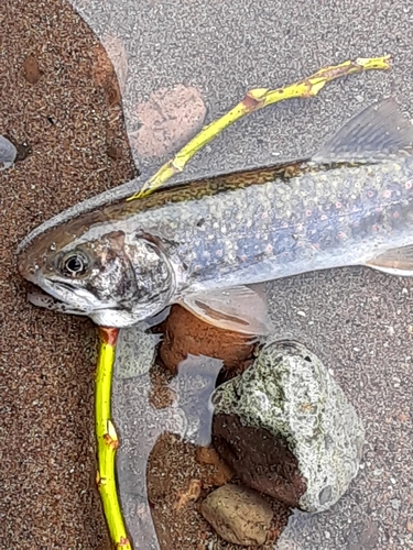 オショロコマの釣果