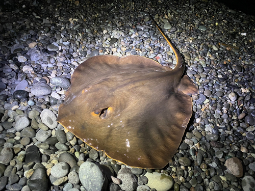 エイの釣果