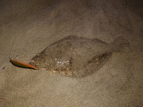 ヒラメの釣果