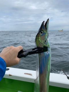 タチウオの釣果