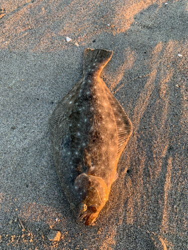 ニベの釣果