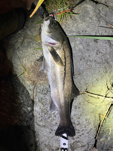 シーバスの釣果