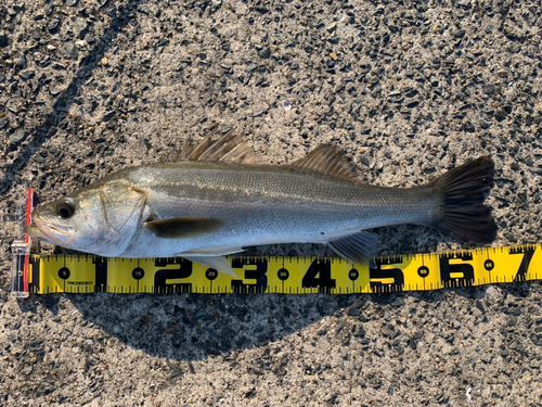 シーバスの釣果