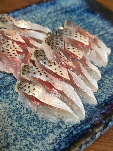 コノシロの釣果