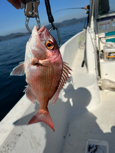 マダイの釣果