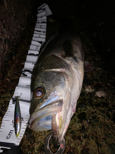 シーバスの釣果