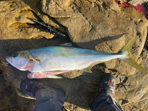 ヒラスの釣果