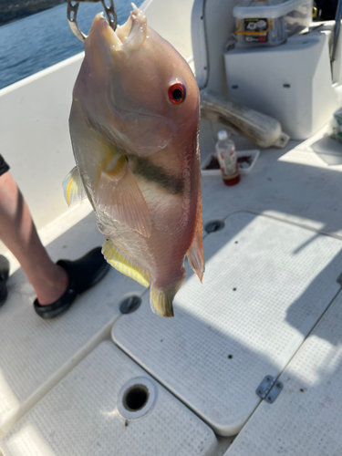 イラの釣果