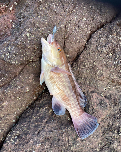 コブダイの釣果