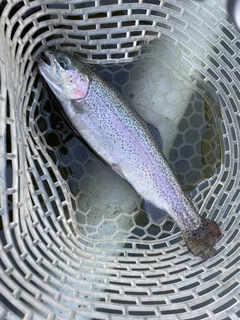 ニジマスの釣果