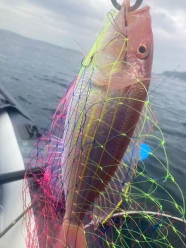 イトヨリダイの釣果