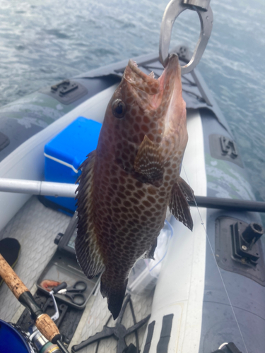 オオモンハタの釣果