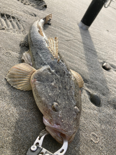 マゴチの釣果