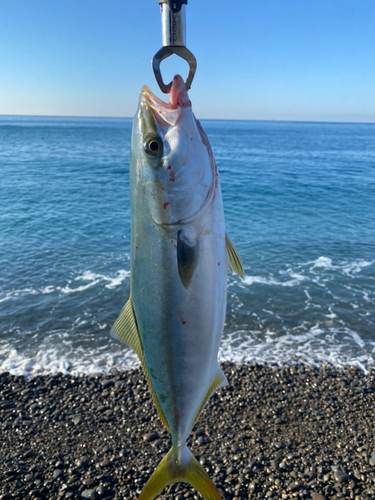 ハマチの釣果