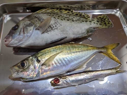 コショウダイの釣果