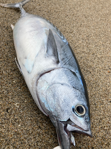 スマガツオの釣果