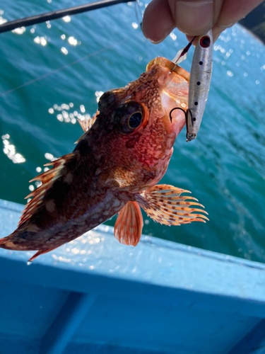 アカハタの釣果