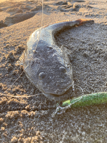 マゴチの釣果