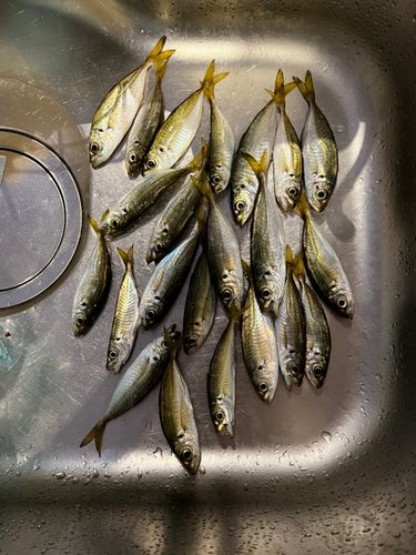 マアジの釣果