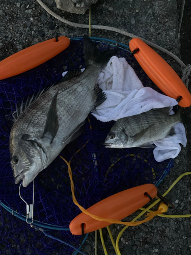 クロダイの釣果