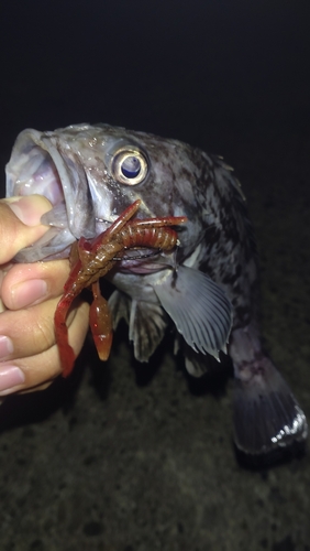 ソイの釣果