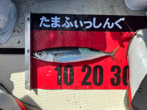 ゴマサバの釣果