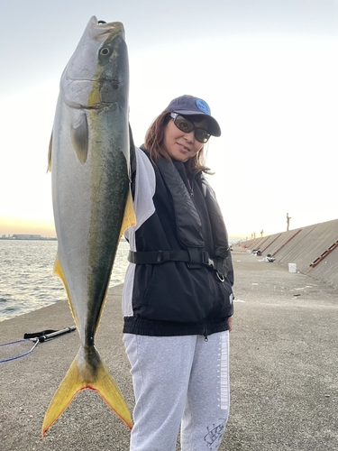 ハマチの釣果