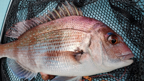 マダイの釣果