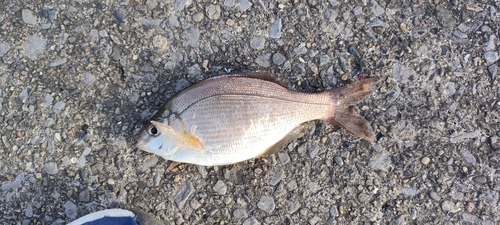 ウミタナゴの釣果